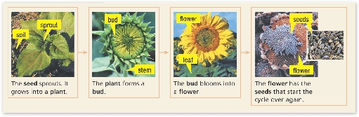 The seed sprouts. It grows into a plant.