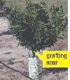 photograph of a grafted tree