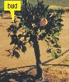 photograph of an orange tree with oranges and buds