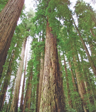 Trees are plants. Giant redwoods like these are some of the tallest trees in the world.