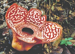 The rafflesia is one of the largest flowers in the world. Some people say it smells like rotten meat.