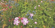 photograph of a field of wildflowers