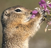 photograph of a squirrel holding a sprig of flowers