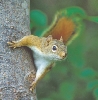 photograph of a squirrel on a tree