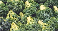 photograph of broccoli