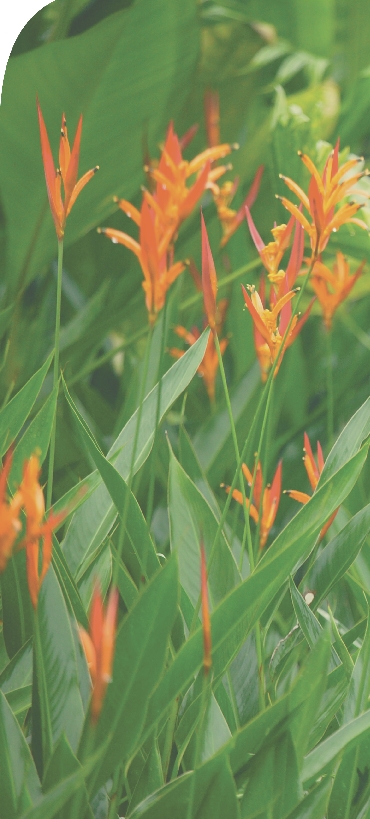 photograph of plants