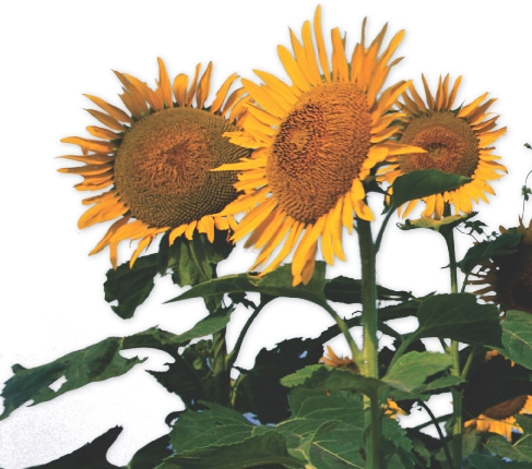 These sunflowers have large, yellow flower heads.