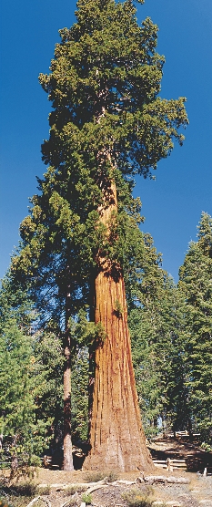 The redwood tree is one of Earth’s largest plants.