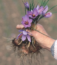 This crocus is a small plant with purple flowers.