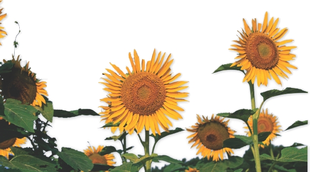 photograph of sunflower plants