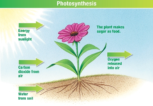 Plants use sunlight, carbon dioxide, and water to make sugar and oxygen.