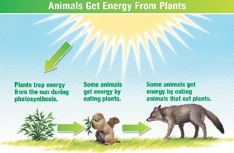 Animals get energy by eating plants or animals that eat plants.