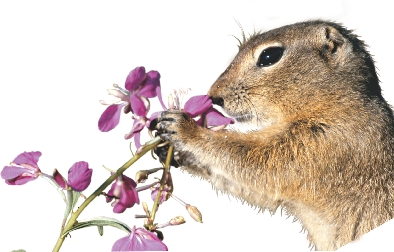 photograph of a squirrel holding a sprig of flowers