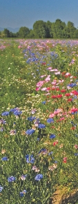 photograph of a field of wildflowers