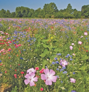 Plants are an important part of life on Earth.