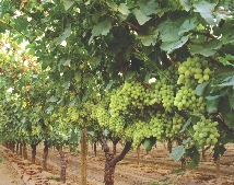 Many fruits, including grapes, are grown in California.