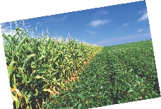 photograph of a field of corn plants