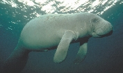 A manatee