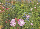 photograph of a field of wild flowers