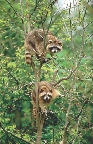 photograph of two raccoons in a tree