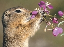 photograph of a squirrel holding a sprig of flowers