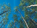 photograph of tall trees in a forest