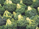 photograph of broccoliphotograph of broccoli