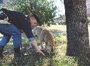 photograph of a police officer and search and rescue dog by a tree