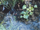 close-up photograph of a pond