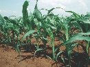 photograph of a row of plants in soil