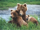 photograph of a bear and two bear cubs