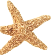 photograph of a starfish