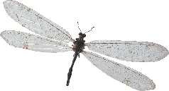 photograph of a dragon fly