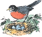 illustration of a robin perched on a nest filled with eggs