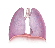 The Lungs