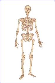 The Skeleton