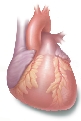 illustration of a human heart