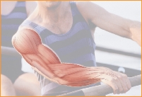 illustration of the muscles inside the arm of a man rowing a boat