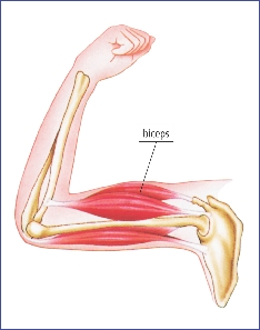 Muscle Contraction