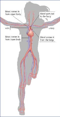 Circulatory System