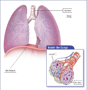 The Lungs