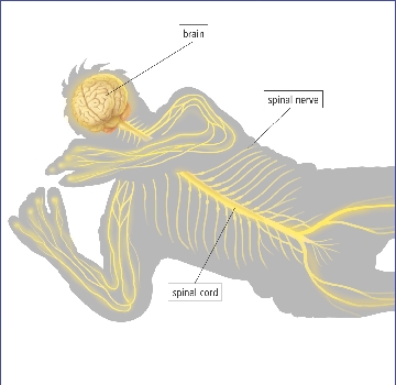 The Nervous System