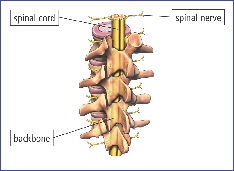 Vertebrae and Spinal Cord