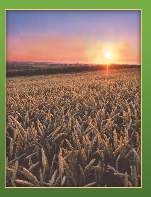 photograph of the sun setting over a crop of wheat