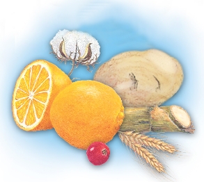 illustration of oranges, wheat, cotton, potato, and cherry