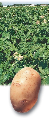 Potatoespages 16–18