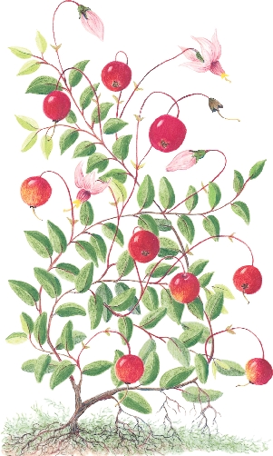 The cranberry plant