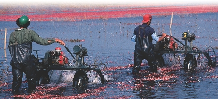 These farmers are harvesting cranberries.