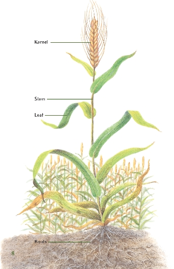 The wheat plant