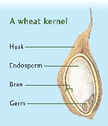 A wheat kernel